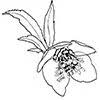 fleurevents.com icon