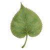 katiegrovestudios.com icon