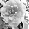 lovelisajames.bandcamp.com icon