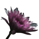 somaticchanneling.com icon