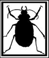 stacy-hopkins-design.com icon